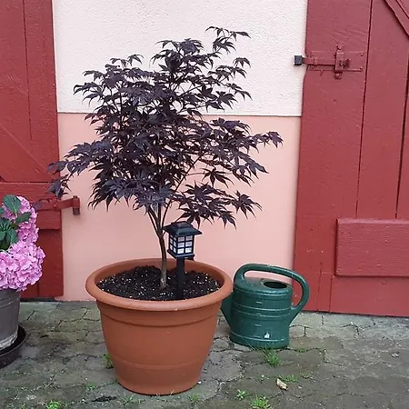 بيت ضيافة Zur Dorfschaenke