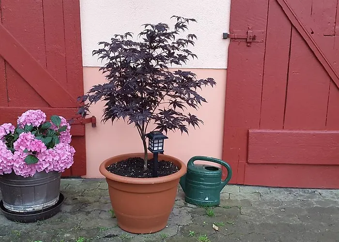 Casa de hóspedes Zur Dorfschaenke